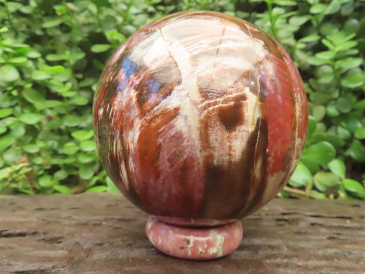 Polished XL Podocarpus Petrified Wood Sphere x 1 From Mahajanga, Madagascar