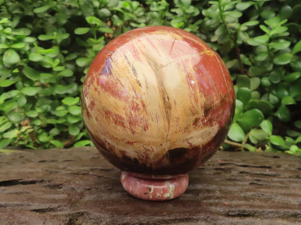 Polished XL Podocarpus Petrified Wood Sphere x 1 From Mahajanga, Madagascar