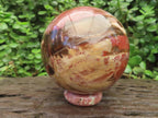 Polished XL Podocarpus Petrified Wood Sphere x 1 From Mahajanga, Madagascar