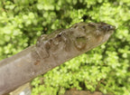 Natural Long Skeletal Smokey Amethyst Sceptre Finger Quartz x 1 From Chiredzi, Zimbabwe