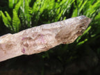Natural Long Skeletal Smokey Amethyst Sceptre Finger Quartz x 1 From Chiredzi, Zimbabwe