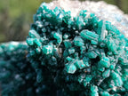Natural XL Rare Dioptase and Drusy Dolomite Museum Specimen x 1 From Manamba Mine, Congo