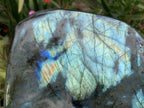 Polished XL Blue Flash Labradorite Standing Free Form x 1 From Tulear, Madagascar