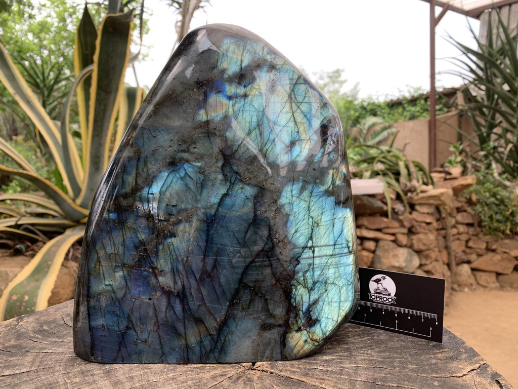 Polished XL Blue Flash Labradorite Standing Free Form x 1 From Tulear, Madagascar