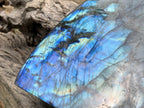 Polished XL Blue Flash Labradorite Standing Free Form x 1 From Tulear, Madagascar