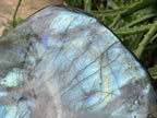 Polished XL Blue Flash Labradorite Standing Free Form x 1 From Tulear, Madagascar