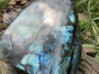 Polished XL Blue Flash Labradorite Standing Free Form x 1 From Tulear, Madagascar