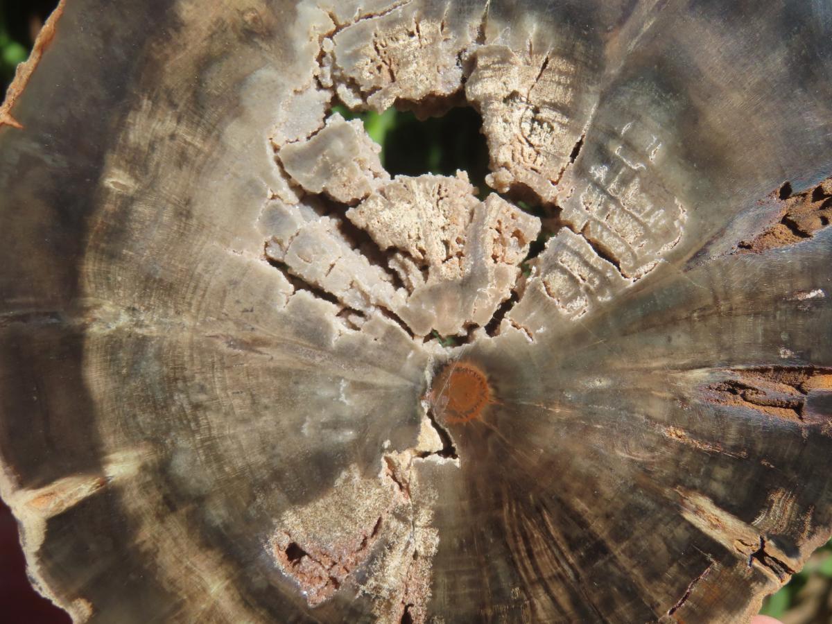 Polished On One Side Petrified Wood Slice x 1 From Gokwe, Zimbabwe