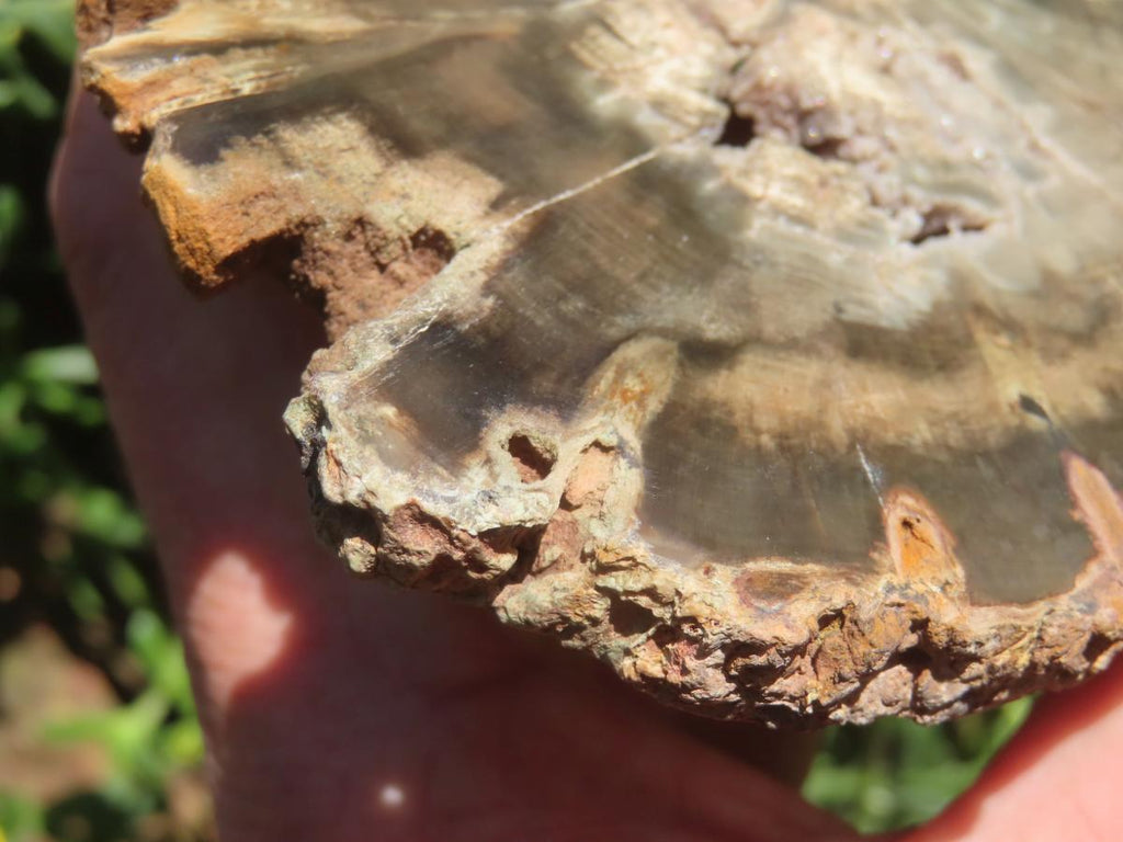 Polished On One Side Petrified Wood Slice x 1 From Gokwe, Zimbabwe