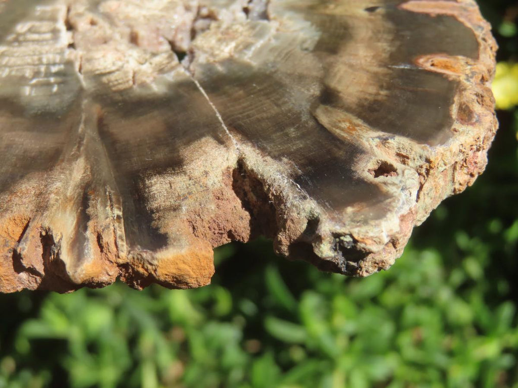 Polished On One Side Petrified Wood Slice x 1 From Gokwe, Zimbabwe