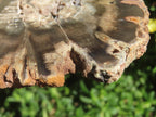 Polished On One Side Petrified Wood Slice x 1 From Gokwe, Zimbabwe