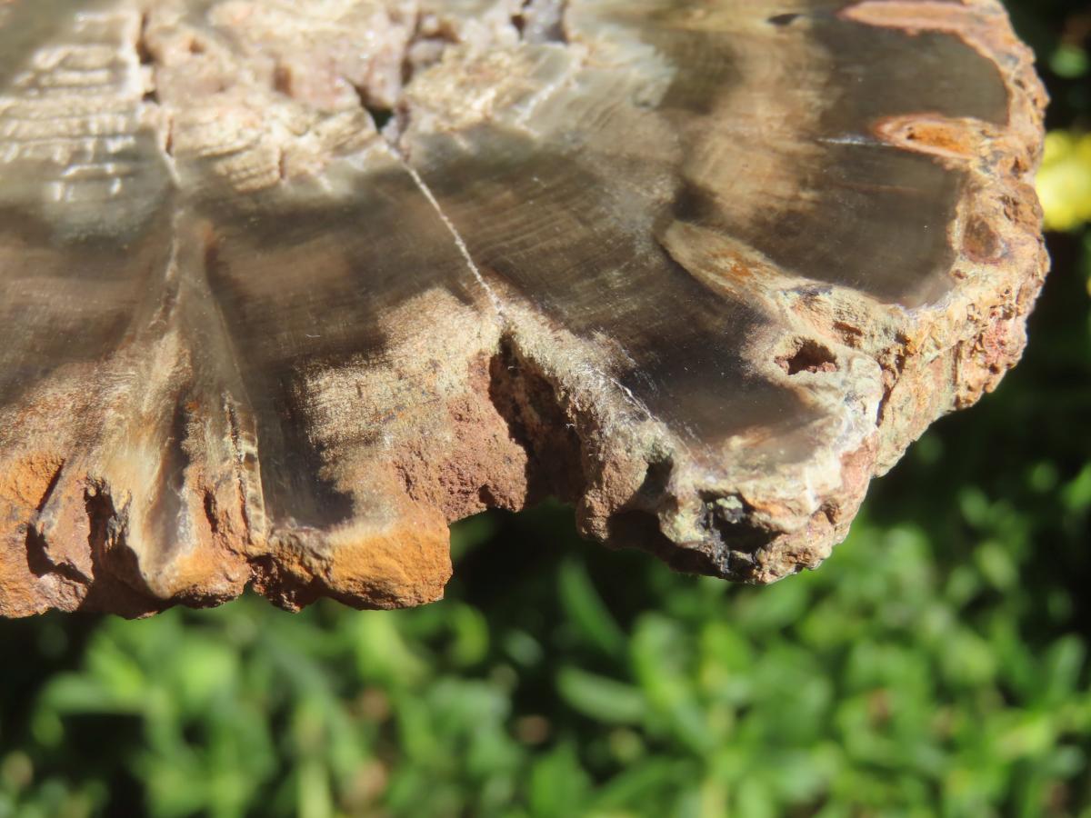 Polished On One Side Petrified Wood Slice x 1 From Gokwe, Zimbabwe