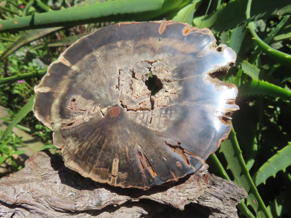 Polished On One Side Petrified Wood Slice x 1 From Gokwe, Zimbabwe