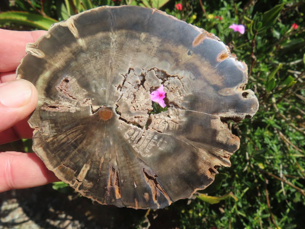 Polished On One Side Petrified Wood Slice x 1 From Gokwe, Zimbabwe
