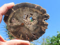 Polished On One Side Petrified Wood Slice x 1 From Gokwe, Zimbabwe