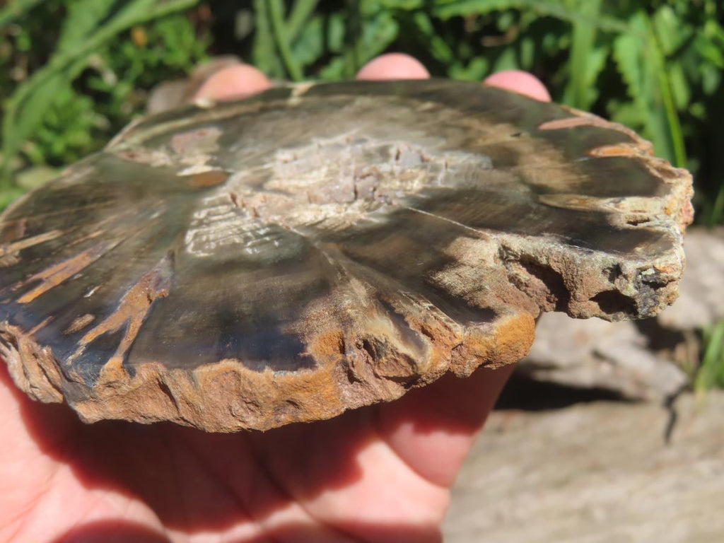 Polished On One Side Petrified Wood Slice x 1 From Gokwe, Zimbabwe