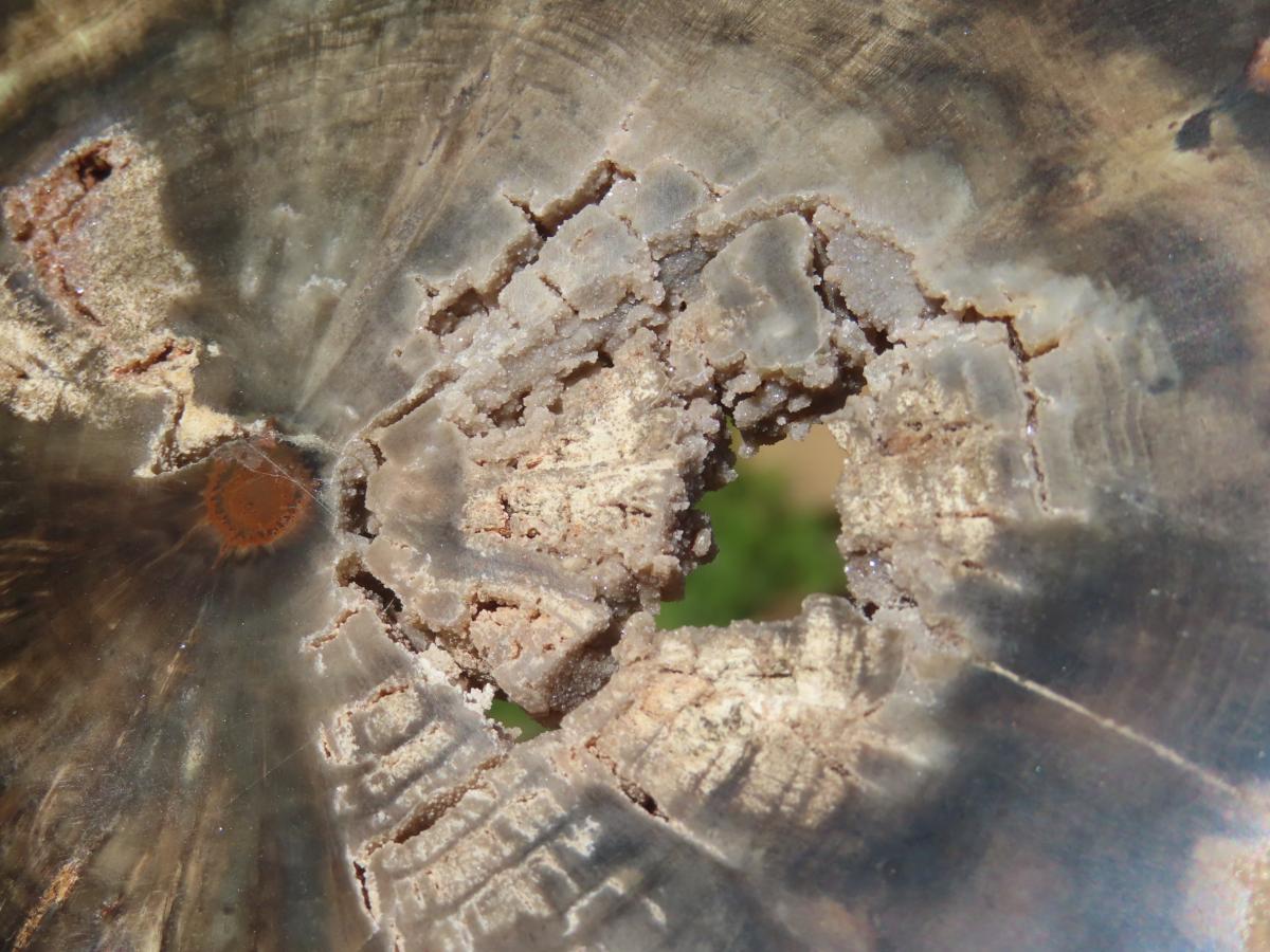 Polished On One Side Petrified Wood Slice x 1 From Gokwe, Zimbabwe