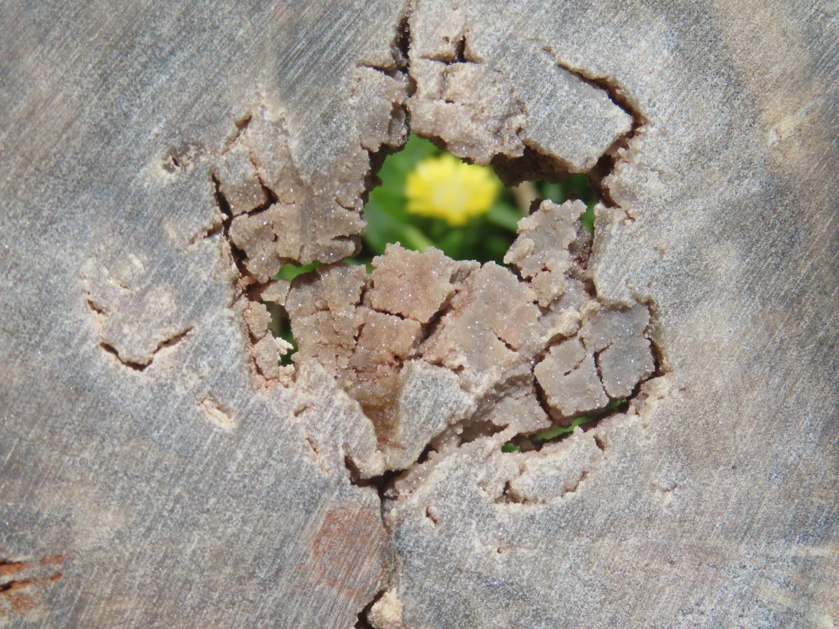 Polished On One Side Petrified Wood Slice x 1 From Gokwe, Zimbabwe