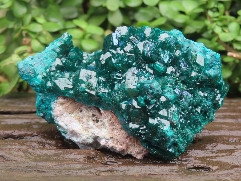 Natural Dioptase Specimen on a Dolomite Matrix x 1 From Likasi, Congo