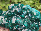 Natural Dioptase Specimen on a Dolomite Matrix x 1 From Likasi, Congo