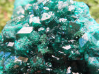 Natural Dioptase Specimen on a Dolomite Matrix x 1 From Likasi, Congo