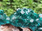 Natural Dioptase Specimen on a Dolomite Matrix x 1 From Likasi, Congo