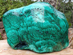 Polished XL 75 kg Flower Banded Malachite Specimen x 1 From Congo