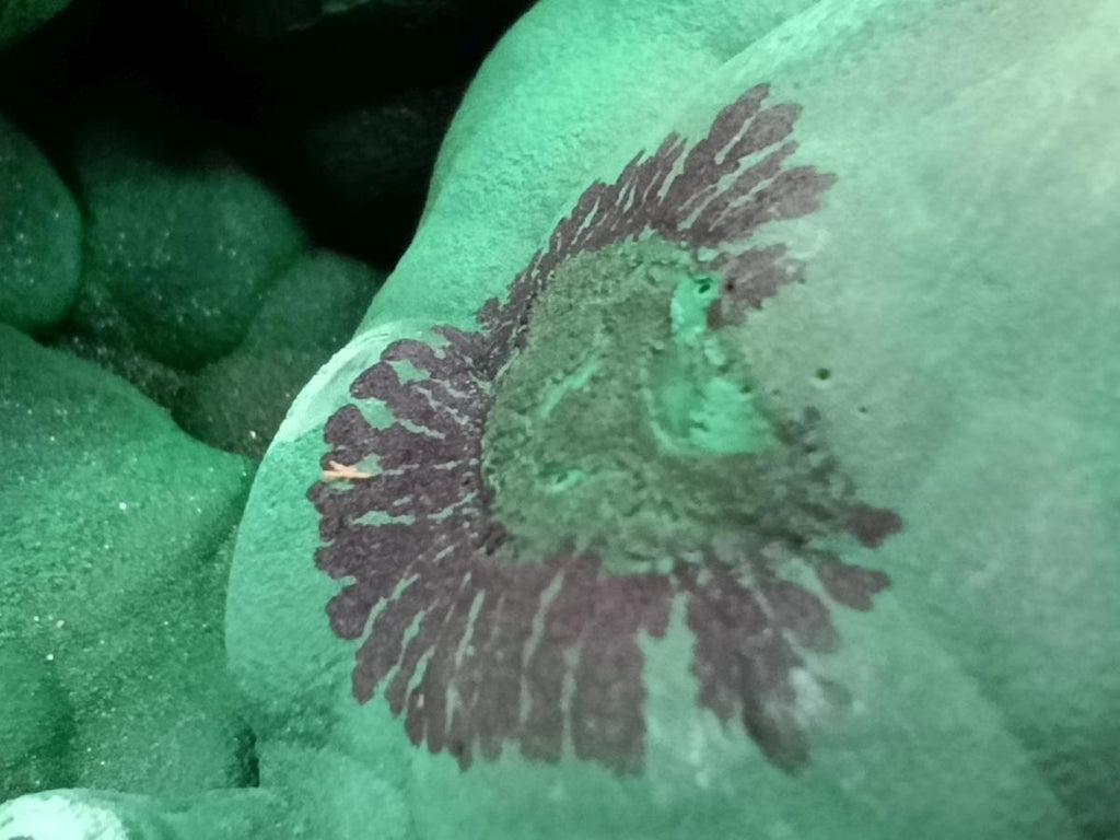 Natural XXL Stalactite Malachite Specimen x 1 From Kolwezi, Congo