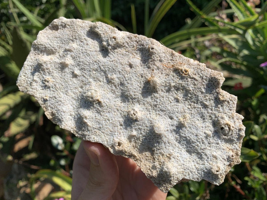 Natural Snow Finger Drusy Coated Calcite Cluster x 1 From Albert's Mountain, Lesotho