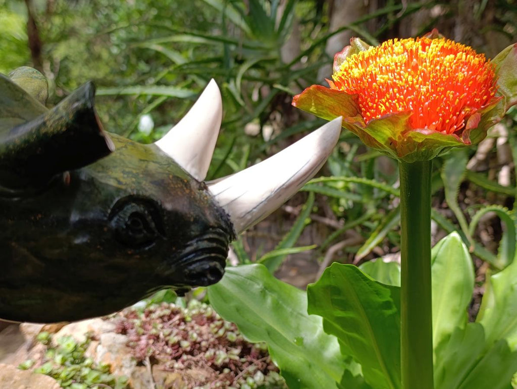 Carved XL Green Verdite Rhino Carving x 1 From Zimbabwe