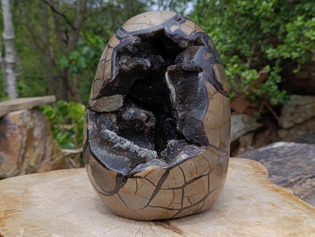 Polished XXXL Septerye Sauvage "Dragons Egg" With Removable Cap x 1 From Mahajanga, Madagascar