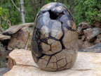 Polished XXXL Septerye Sauvage "Dragons Egg" With Removable Cap x 1 From Mahajanga, Madagascar