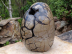 Polished XXXL Septerye Sauvage "Dragons Egg" With Removable Cap x 1 From Mahajanga, Madagascar