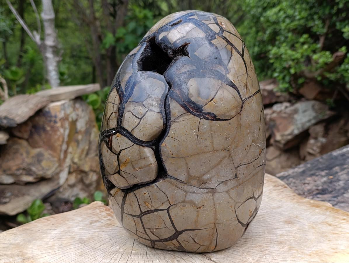 Polished XXXL Septerye Sauvage "Dragons Egg" With Removable Cap x 1 From Mahajanga, Madagascar