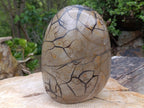Polished XXXL Septerye Sauvage "Dragons Egg" With Removable Cap x 1 From Mahajanga, Madagascar