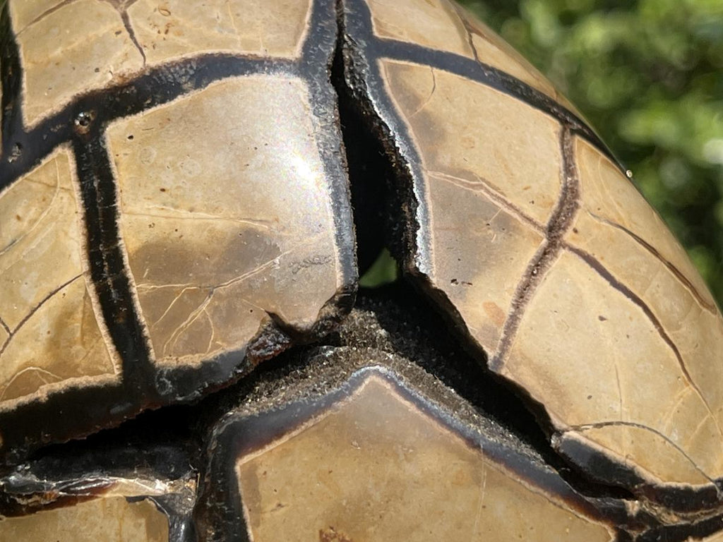 Hand Made Septerye Sauvage Dragon's Egg with a FIMO Clay Dragon Sculpture x 1 From Mahajanga, Madagascar