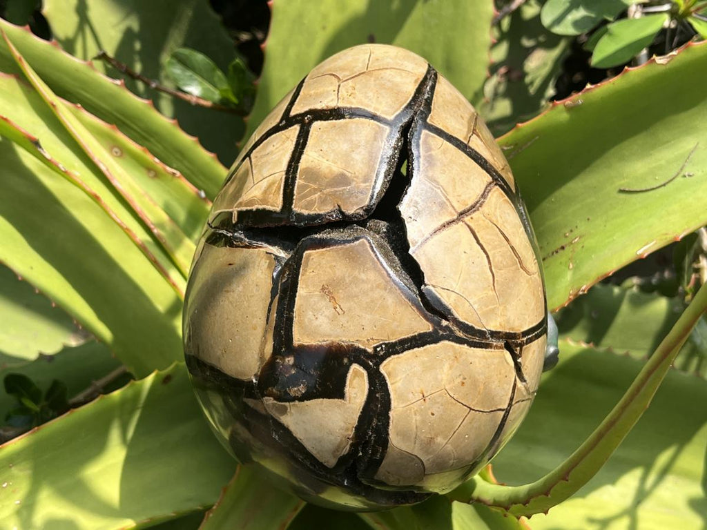 Hand Made Septerye Sauvage Dragon's Egg with a FIMO Clay Dragon Sculpture x 1 From Mahajanga, Madagascar