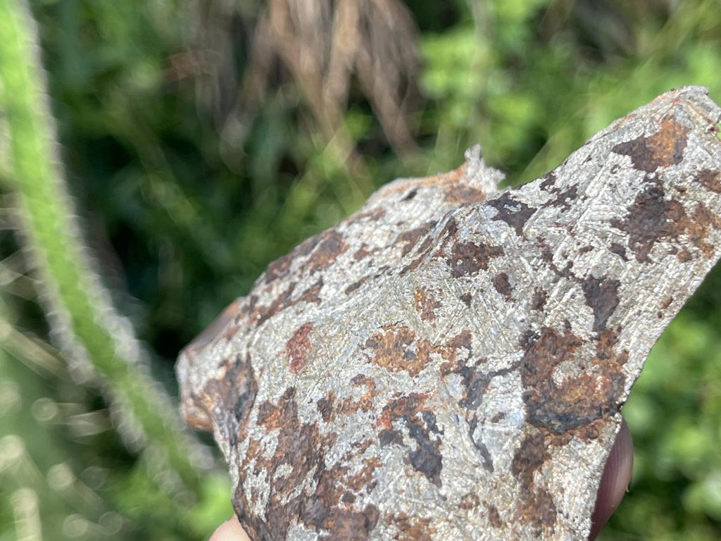 Natural 4 Billion Year Old Iron Gibeon Meteorite Slice x 1 From Gibeon, Namibia