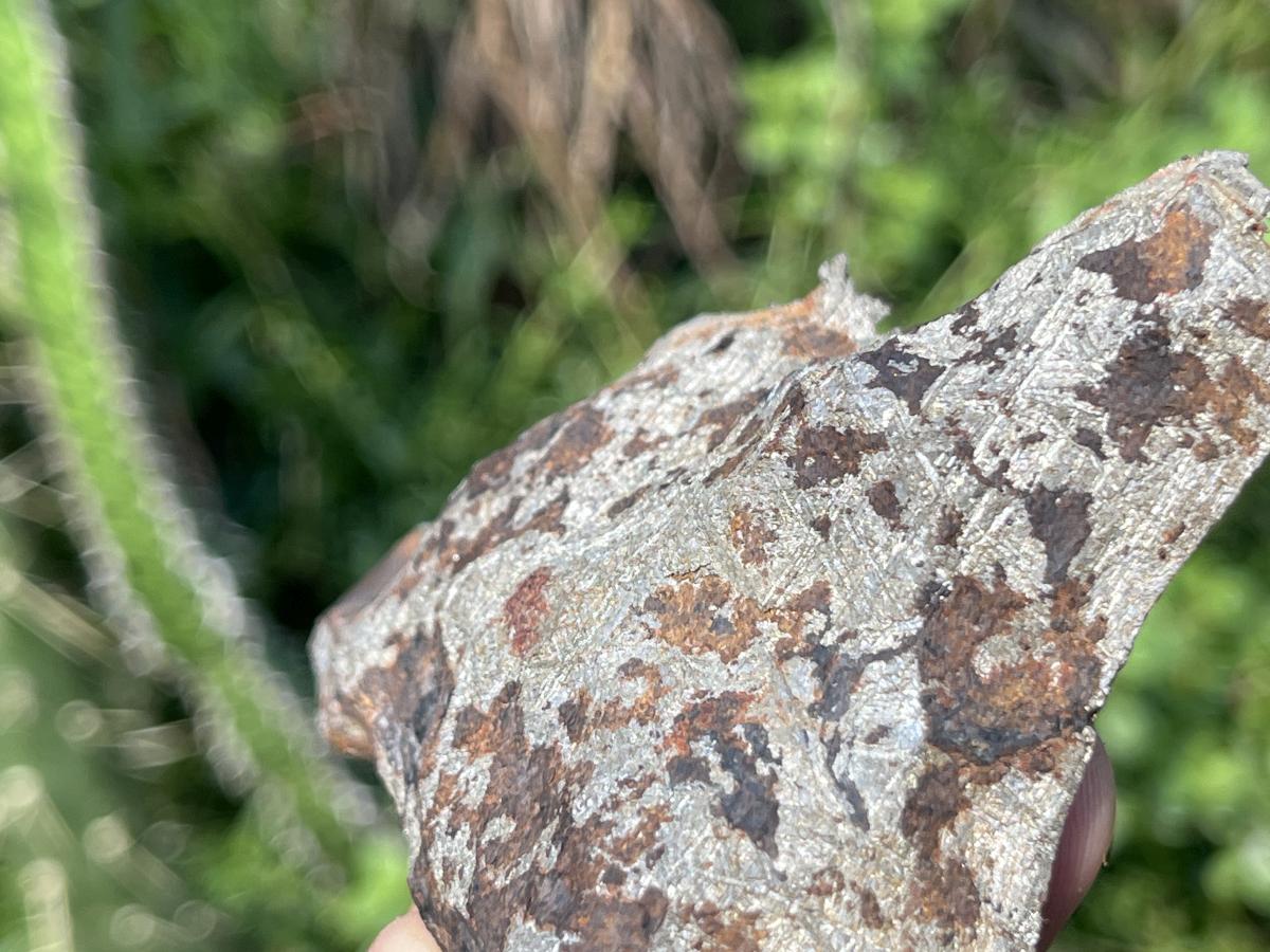 Natural 4 Billion Year Old Iron Gibeon Meteorite Slice x 1 From Gibeon, Namibia