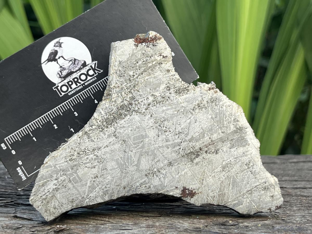 Natural 4 Billion Year Old Iron Gibeon Meteorite Slice x 1 From Gibeon, Namibia