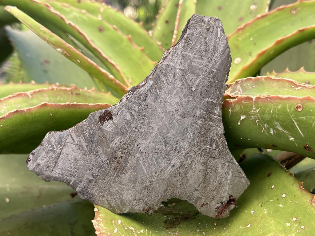 Natural 4 Billion Year Old Iron Gibeon Meteorite Slice x 1 From Gibeon, Namibia