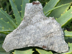 Natural 4 Billion Year Old Iron Gibeon Meteorite Slice x 1 From Gibeon, Namibia