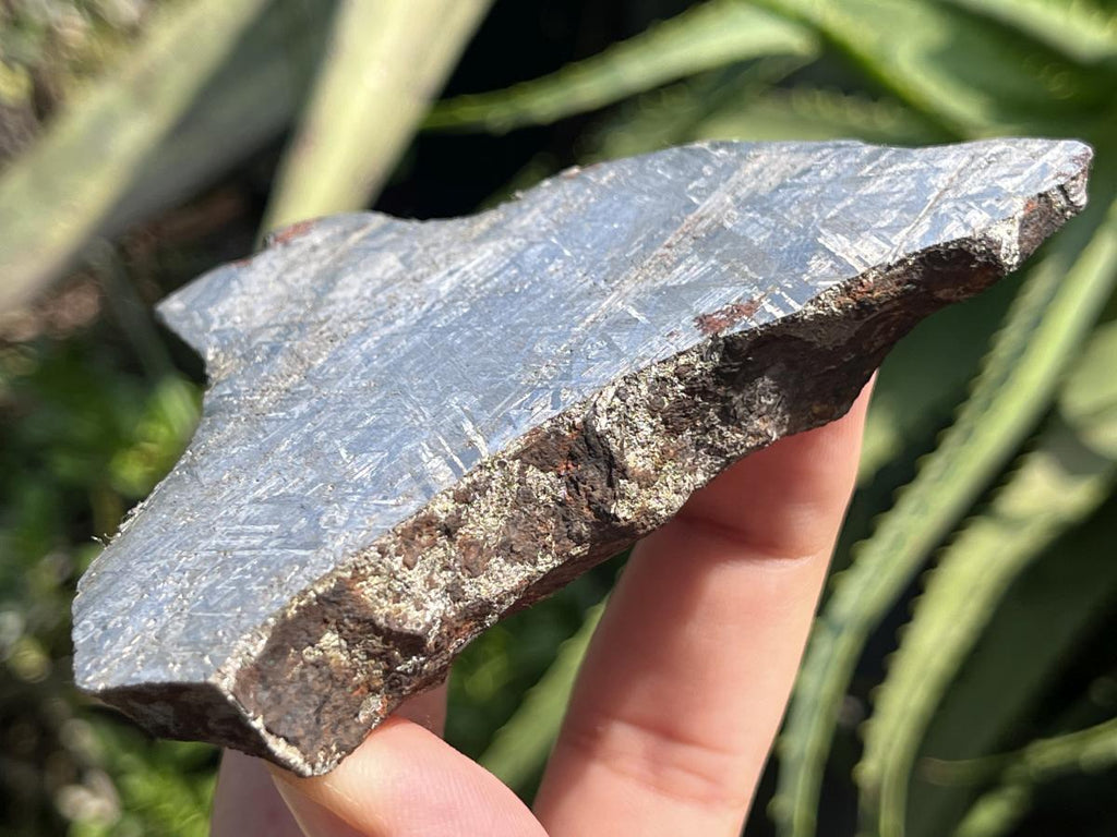 Natural 4 Billion Year Old Iron Gibeon Meteorite Slice x 1 From Gibeon, Namibia
