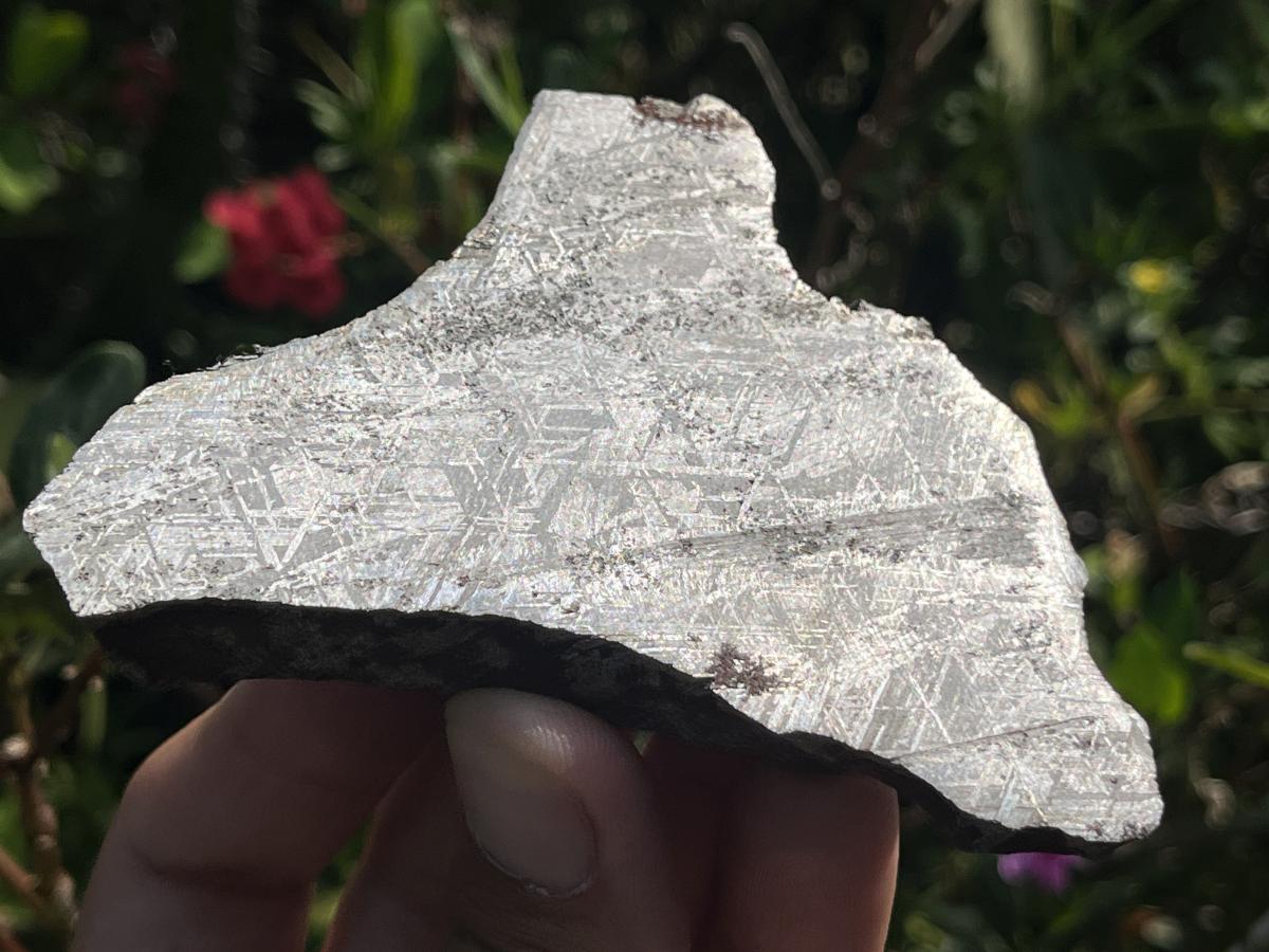 Natural 4 Billion Year Old Iron Gibeon Meteorite Slice x 1 From Gibeon, Namibia