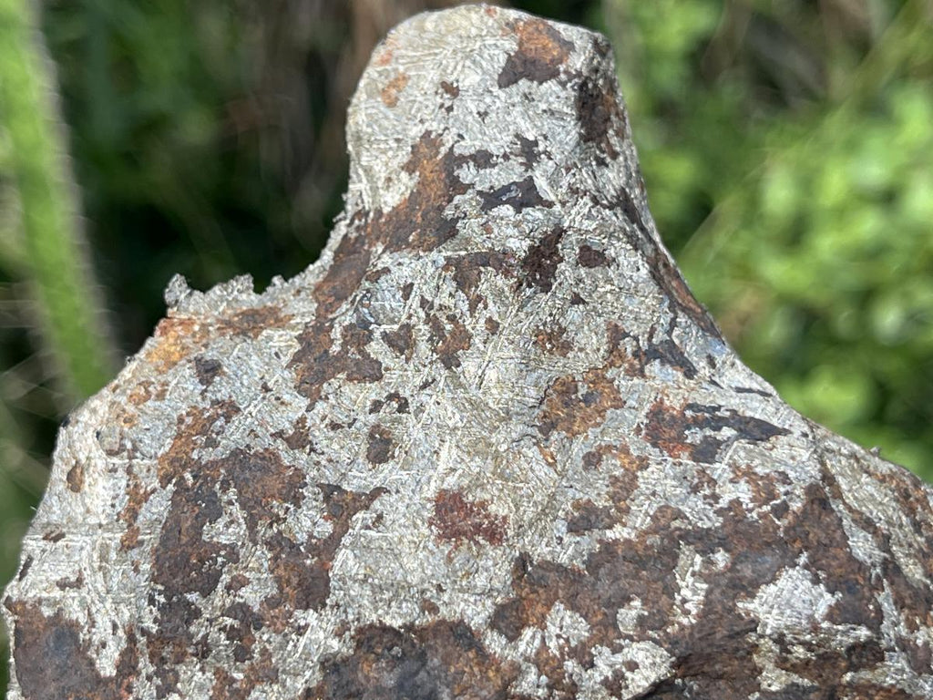 Natural 4 Billion Year Old Iron Gibeon Meteorite Slice x 1 From Gibeon, Namibia