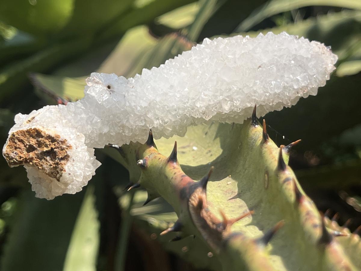 Natural Snow Finger Quartz Specimen x 1 From Albert's Mountain, Lesotho