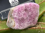 Polished Super Rare Gemmy Pink Cobaltion Calcite on Dolomite Specimen x 1 From Congo