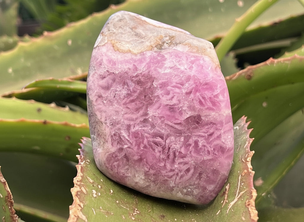 Polished Super Rare Gemmy Pink Cobaltion Calcite on Dolomite Specimen x 1 From Congo