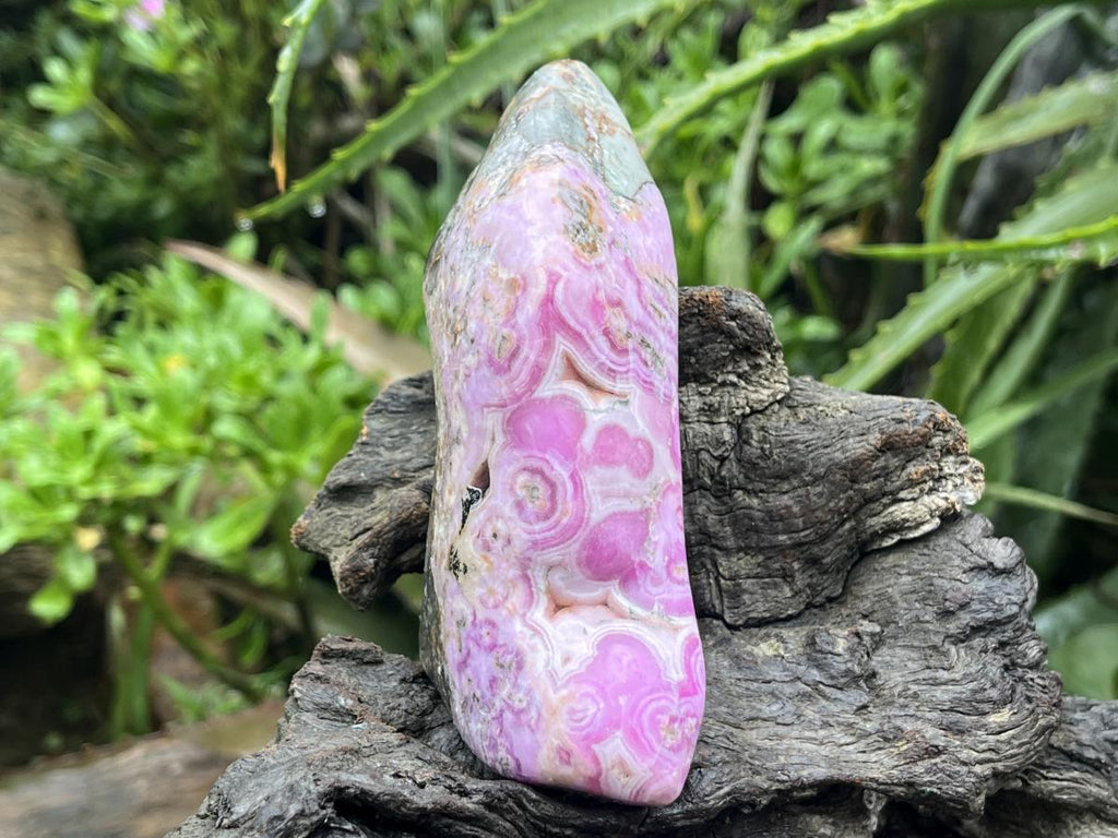 Polished Rare Cobaltion Aragonite on Dolomite Free Form x 1 From Congo