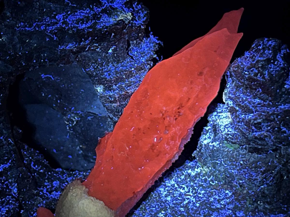 Natural and Perfect Spearhead Calcite Sceptre with a Drusy Quartz Base x 1 From Albert's Mountain, Lesotho